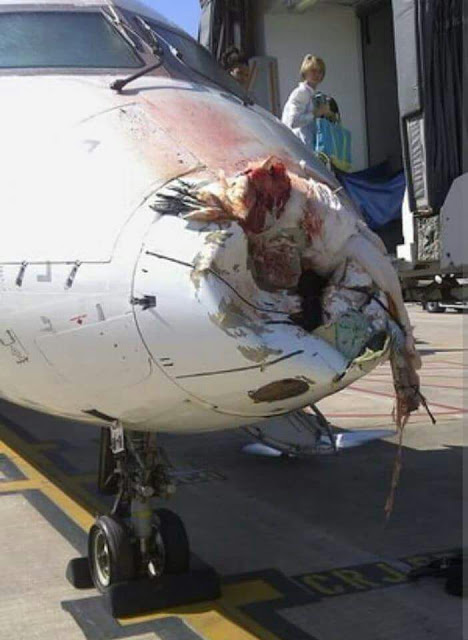 What Really Happens When some few Bird Hits An Air-plane? 