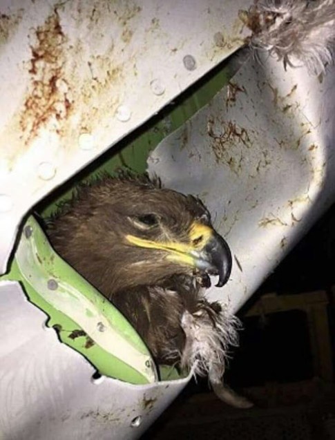 What Really Happens When some few Bird Hits An Air-plane? 