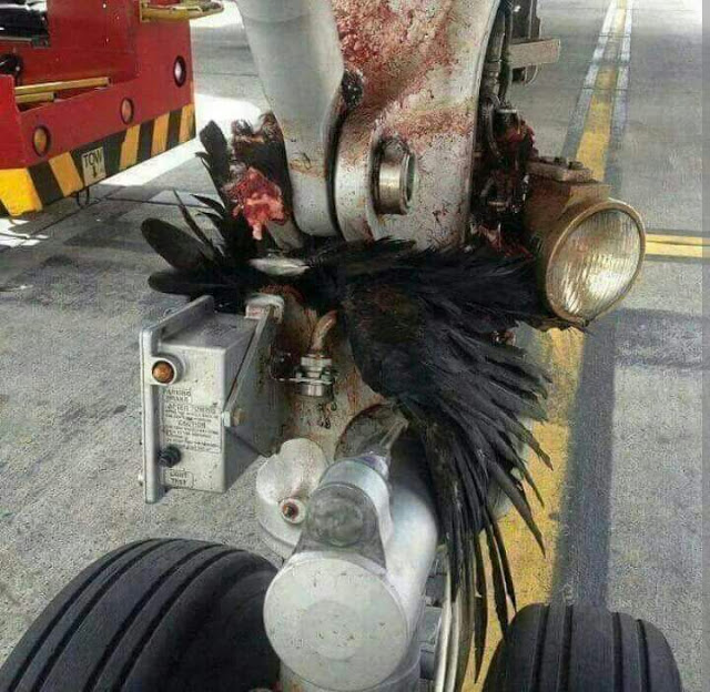 What Really Happens When some few Bird Hits An Air-plane? 