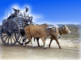 THE OXEN AND THE WHEELS