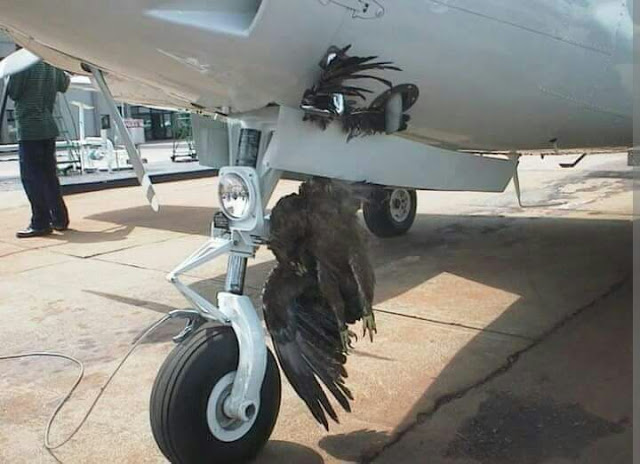 What Really Happens When some few Bird Hits An Air-plane? 