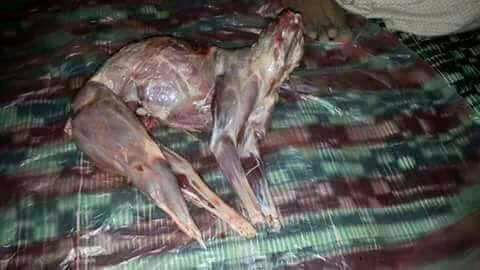 Do not eat any meat goat pig another hotel etc.