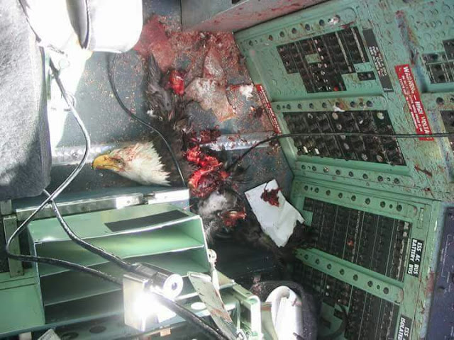 What Really Happens When some few Bird Hits An Air-plane? 