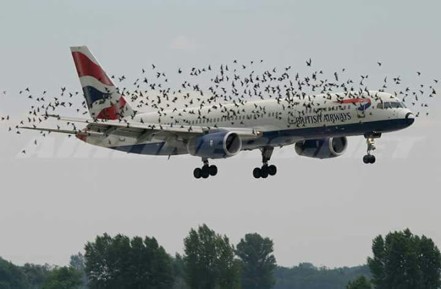 What Really Happens When some few Bird Hits An Air-plane? 