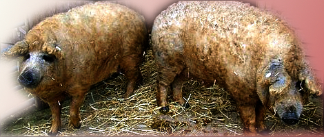 THE SHEEP AND THE PIG 