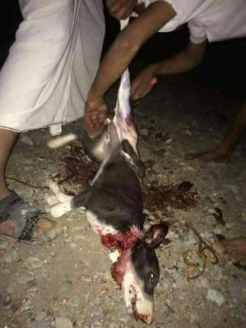 Do not eat any meat goat pig another hotel etc.