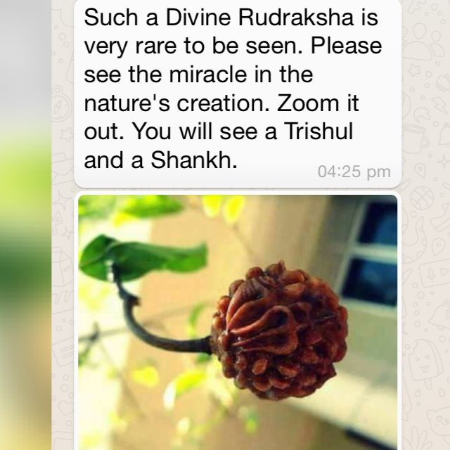  Divine Rudraksha 