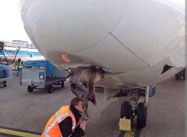 What Really Happens When some few Bird Hits An Air-plane? 